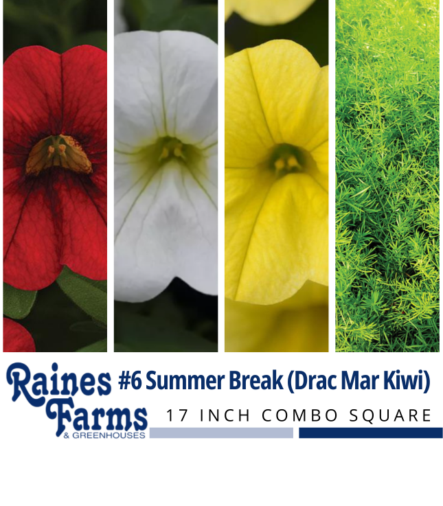#6: Summer Break (Drac Mar Kiwi) 17 Inch Combo Square 